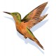 Sticker Colibri