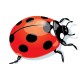 Sticker Coccinelle