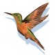 Sticker Colibri
